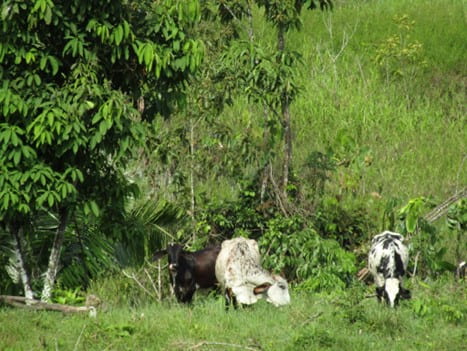 Cattle are the pride and joy of the people of Caquetá. These are three of the countless cows that call Vereda Agua Caliente home. 